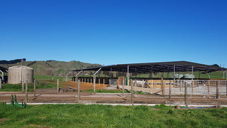 Tank farm rain harvesting